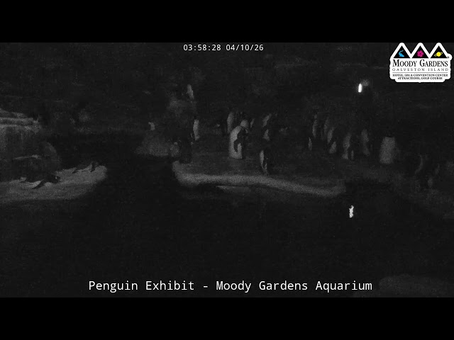 Moody Gardens Penguin Cam LIVE | Penguin Habitat Stream at the Aquarium in Galveston, Texas