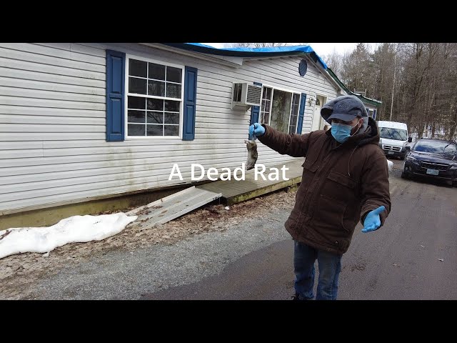Dead Rat