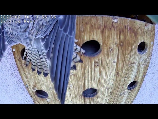 Turmfalke holt sich Mauersegler Nestling