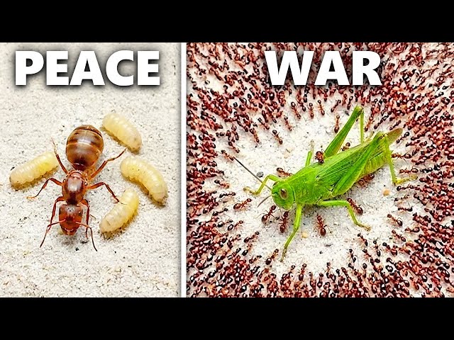 Simulating an Ant Colony For 100 Days