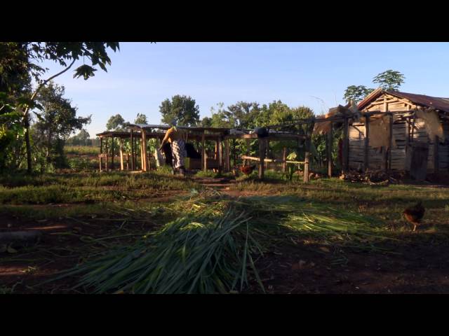 The Livelihoods Mount Elgon Project- Kenya