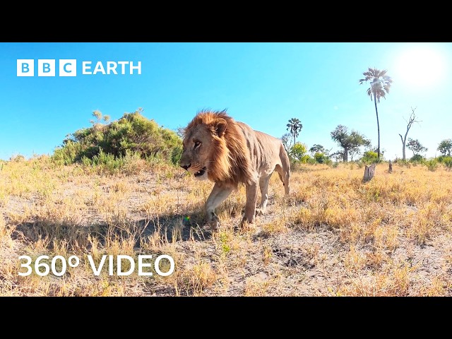 An Unfiltered Immersive Journey Through the Okavango Delta | 360º 4K Video | BBC Earth