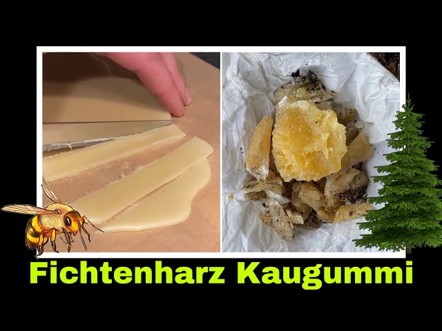 Fichtenharz Kaugummi selbermachen | Experiment mit Harz und Bienenwachs | Selbstversorgung 
