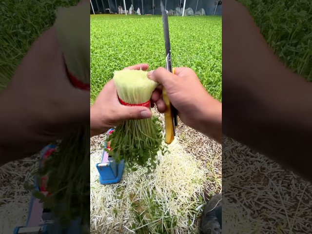 Farmer Grows a Money Crop 😯 #shorts #farming