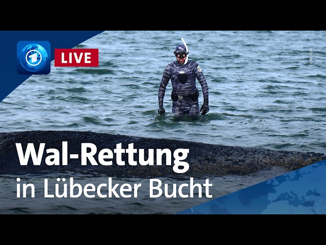 Gestrandeter Wal in Lübecker Bucht: Rettungsaktion geht weiter (unkommentierter Livestream)