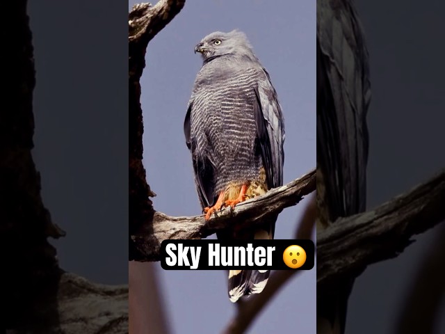 The Crane Hawk's Insane Hunting Trick