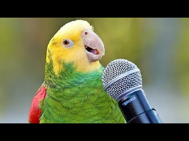 Best PARROT Talking Moments.. You won't believe😂