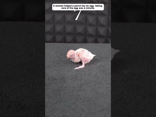 girl saves parrot from difficult birth, and then #parrot #animals #shorts