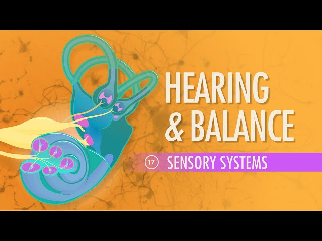 Hearing & Balance: Crash Course Anatomy & Physiology #17