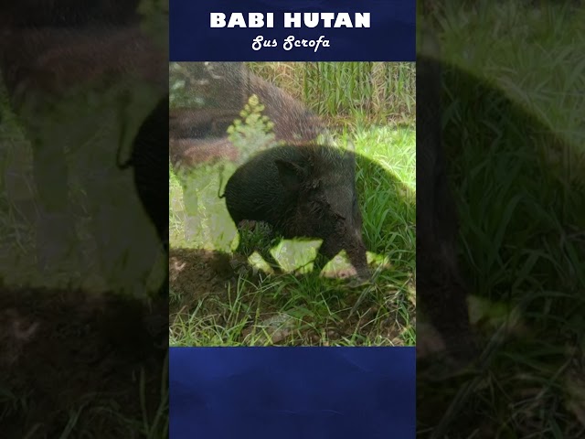 Apakah celeng halal atau haram? #shorts #short #babi #wildboar #boars #bagong