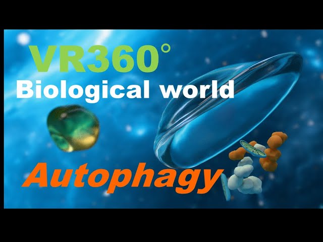 オートファゴソームに飲み込まれそう！VR 360でオートファジーを間近に体験! Experience Autophagy Up Close in VR 360°　Blender 3DCG.