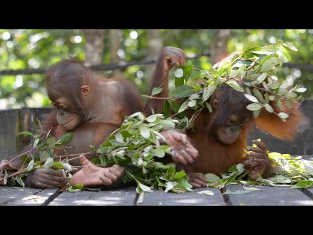BABY BULLETIN: Young Orangutans Have A Go at Building Their First Nest