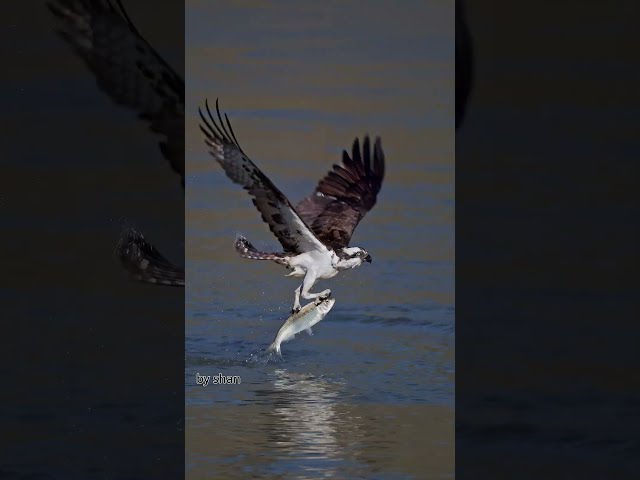 Game over! To fishes, the tale of dragons are real! A magnificent Osprey lifted a big fish. #hawk