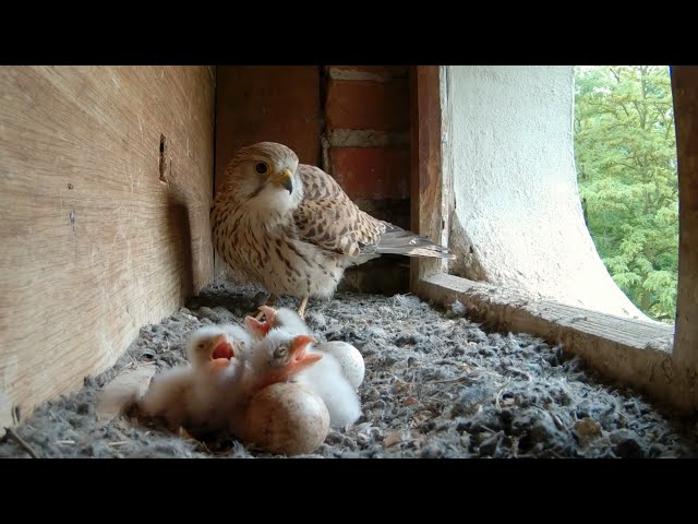 Turmfalken in Brandenburg, live stream