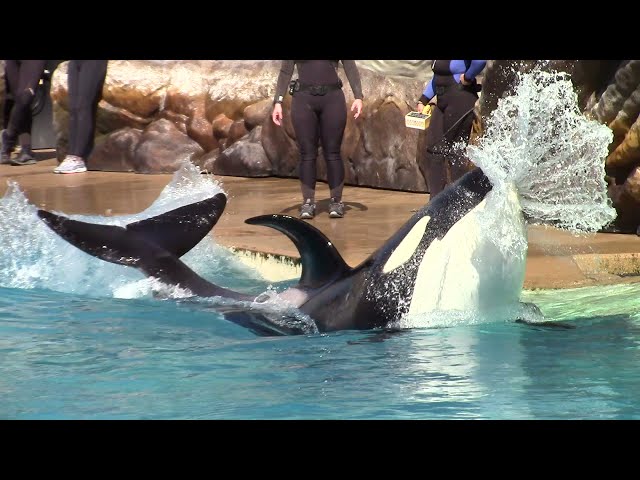 Shouka Mermaid Training Session at SeaWorld San Diego Oct 24, 2021