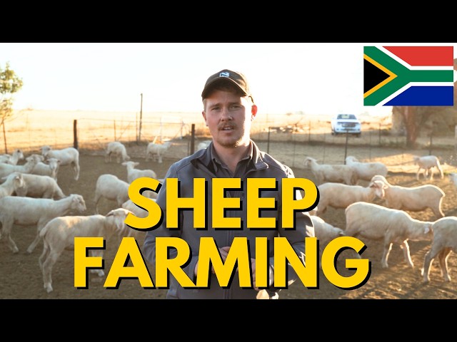 Sheep Farming in South Africa  Sheep Farm Tour