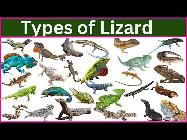 75 Amazing Lizard Species You Never Knew Existed!