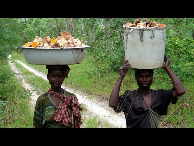 Africa's dry forests key to food security