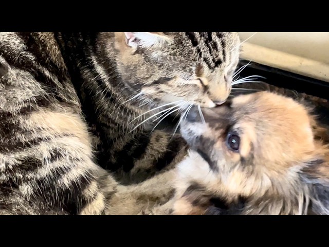 Java gets a bath, I find where the puppy’s toys are & plant Alder trees