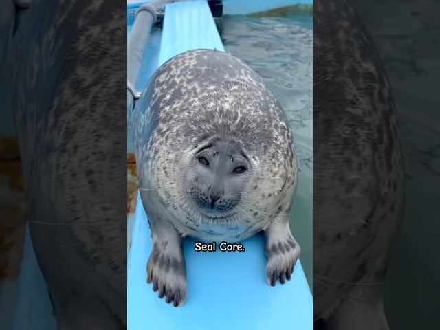 Seal Core 🦭🌊🐚