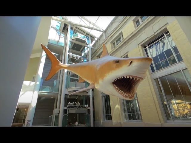Megalodon Shark at Smithsonian Natural History Museum 3D 180 VR