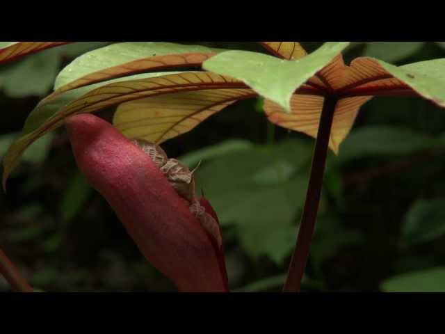 The Congo Basin: State of the Forest