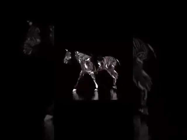 Test your brain-The horse illusion