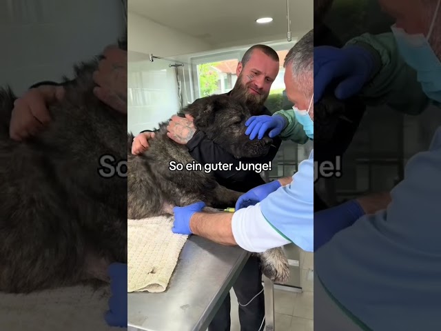 Kango ❤️‍🩹🫶🏼 1/2  #pleasedonate #helpthemfoundation #savethedogsbih #rescue #pleasehelp #dogs