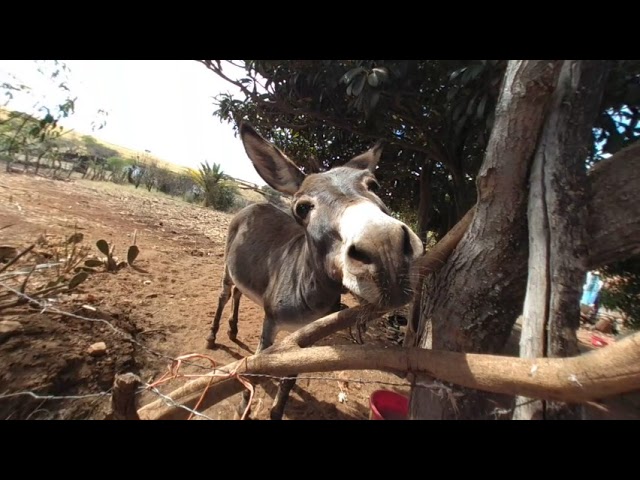 Burro en realidad virtual | Episodio #15