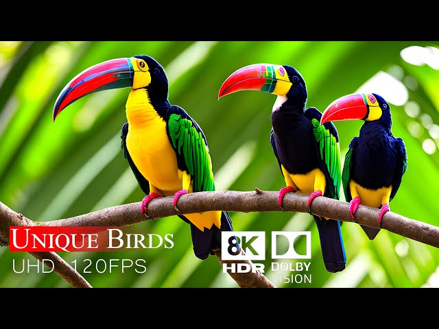 Ultimate 8K HDR Video of Unique and Colorful Keel-billed Toucan | Ultra HD Bird Watching