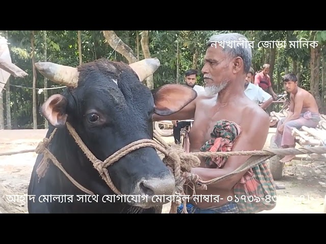 নখখালীর জোড়া মানিক