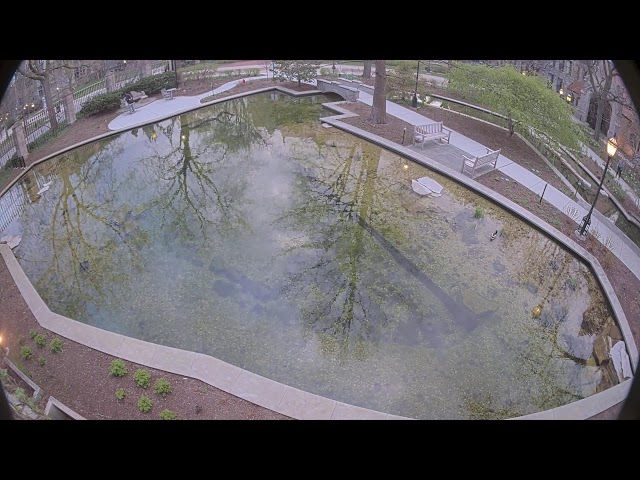 University of Chicago Botany Pond Live Camera