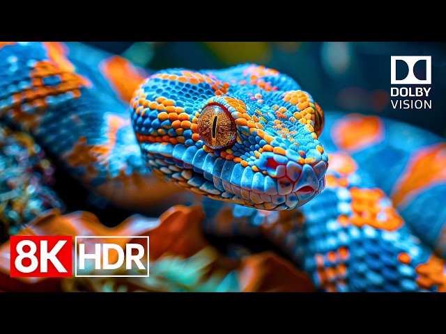 The Most Beautiful 8K HDR Dolby Vision 120fps | 8K Video Ultra HD