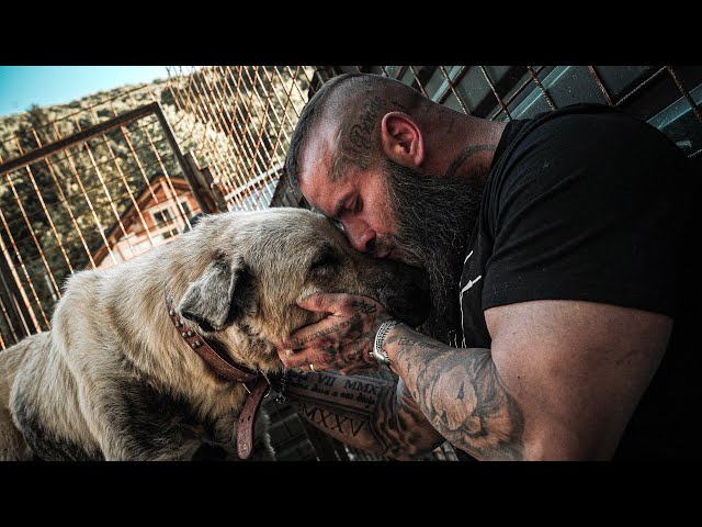 We freed a Kangal from its chain!