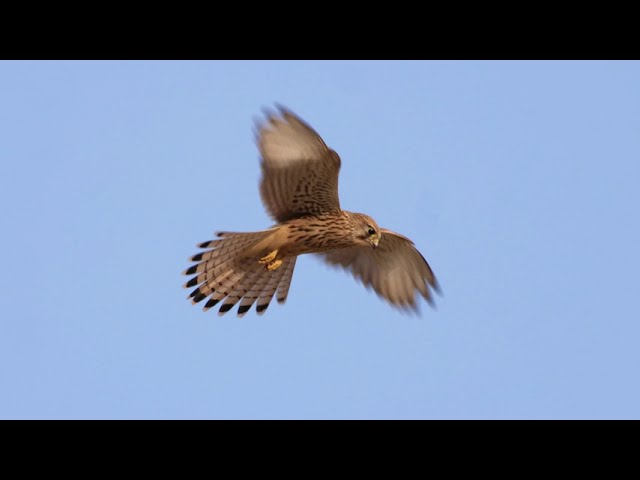 Turmfalke auf Beutesuche im Rüttelflug