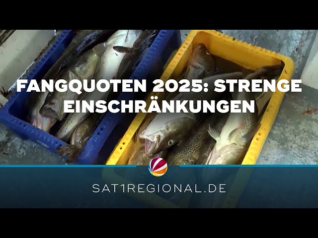 Ostsee-Fangquoten 2025: Weiter strenge Einschränkungen für Dorsch und Hering
