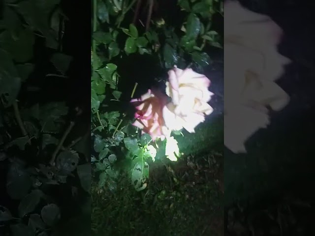 @mohawkjohn19 @sitthihaag@JOKERFAMILYOFFICIAL @THAILAOtogether@WEDOCHANNEL@ThaiPBS@GANGSTERCITY