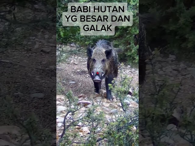 AK 47 for hunting wild boar #shortvideo #hunting #funnyvideo #shortfeed