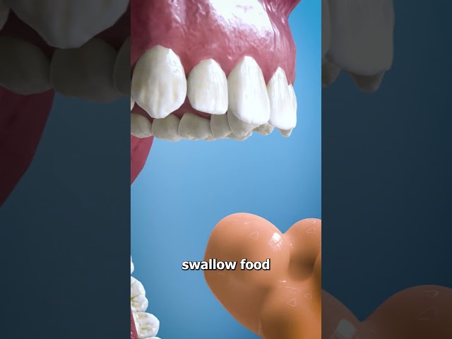 What Is The Purpose Of Your Uvula? 🤔