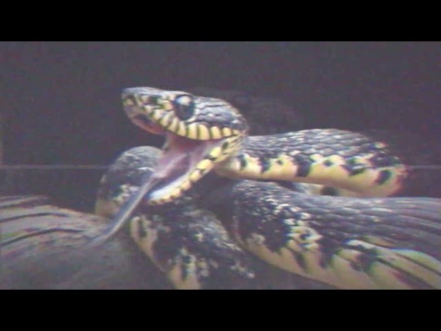 CULTIST "Den Of Snakes" Visualizer