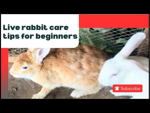 Live Rabbit Care Tips for Beginners 🐇 | Everything You Need to Know