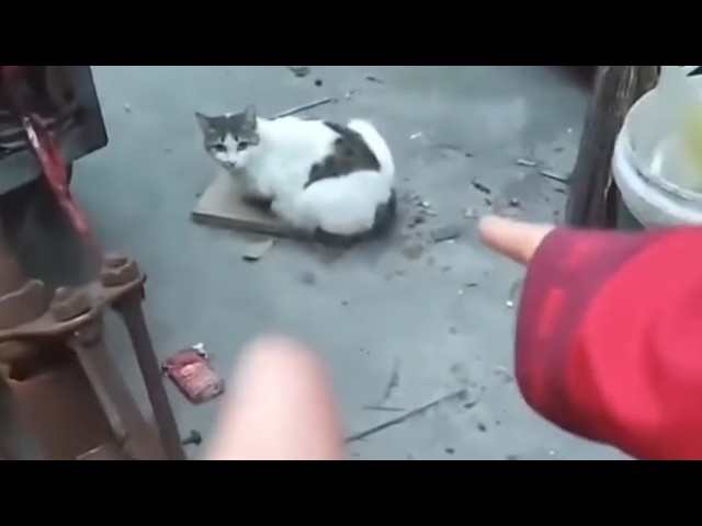 UNUSUAL MEMES COMPILATION V345