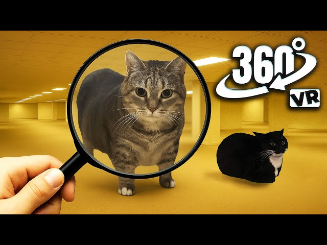 Find uia cat in VR 360° | OIIAOIIA CAT