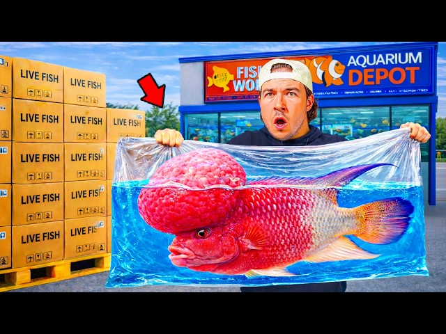 I Bought Fish from Every Fish Store...