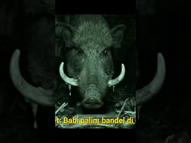 Jebakan celeng #celeng #babihutanmelintas #animals