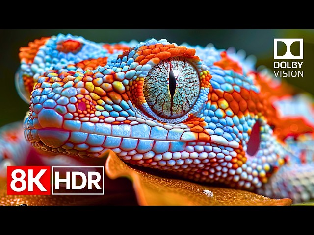 Next-Gen HDR Brilliance — 8K Dolby Vision OLED Test 120fps