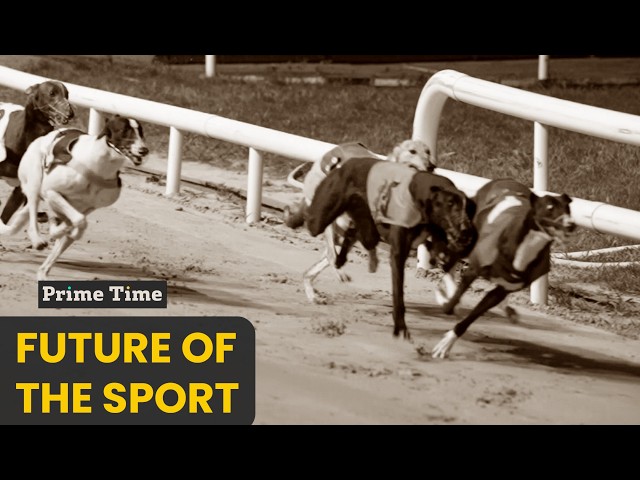 Future of greyhound racing in Ireland after UK bans | Prime Time