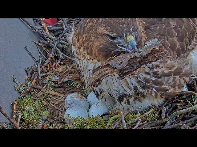 First Look At The Red-tailed Hawks' Clutch Of Four Eggs | April 1, 2026