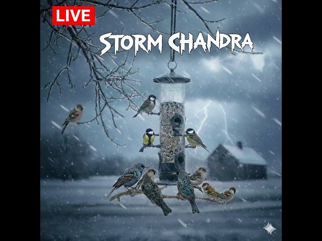 🔴Live Storm Chandra On My Ai Wild Bird Feeder Cam 🐦