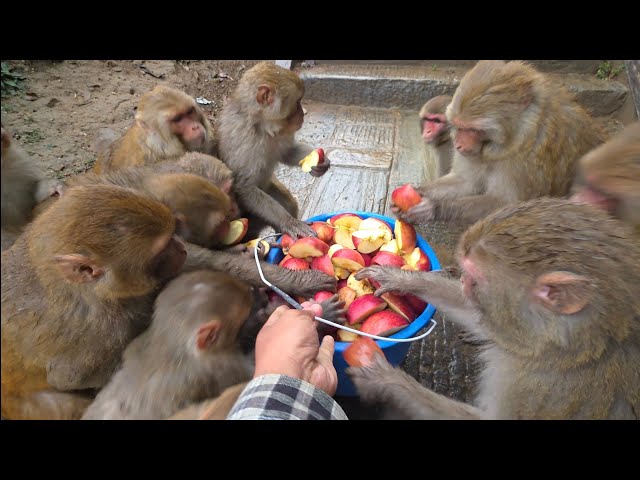 Offering apples to hungry monkeys during the rain